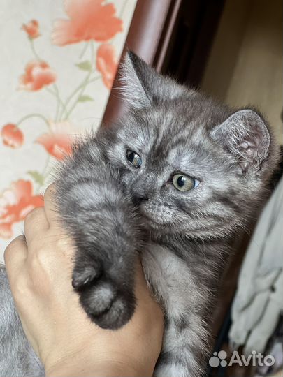 Бенгальская кошка