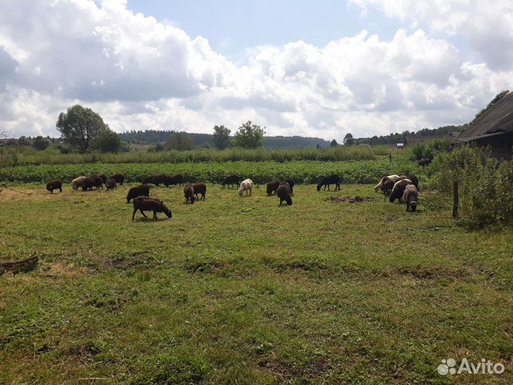 Овцы бараны