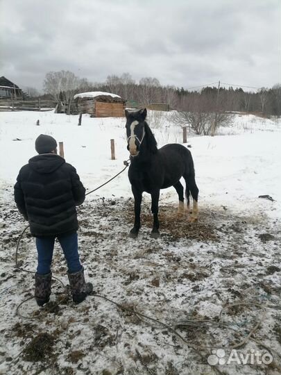 Жеребец орловской