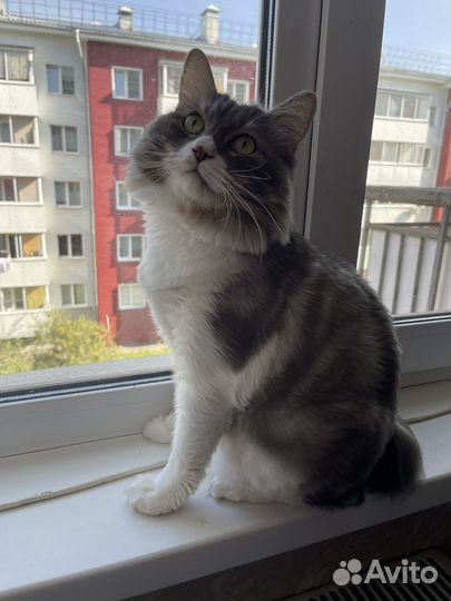 Кошка в дар бесплатно