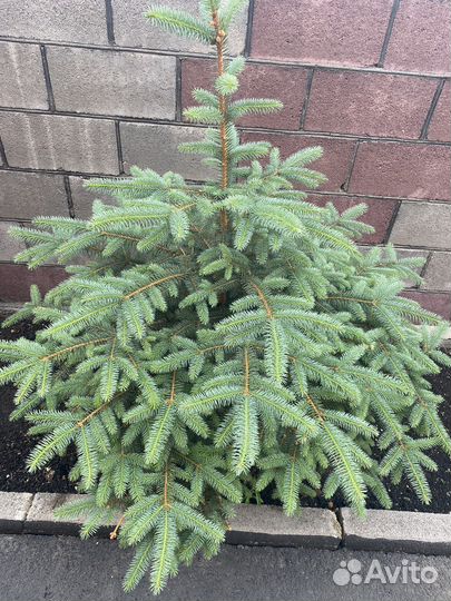 Ель голубая