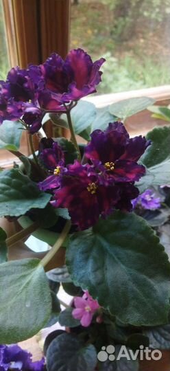 Фиалки черенки