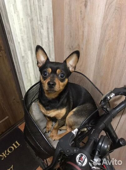 Кобель для вязки. Карликовый пинчер (помесь, метис