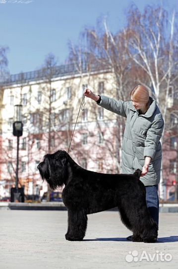 Русский черный терьер щенки