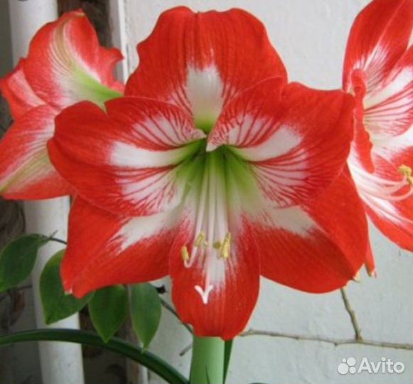 Амариллис (луковицы)