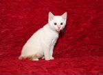 Белый сиамский котенок в добрые руки