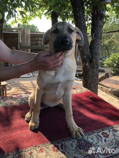 Собакаумница