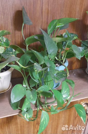 Сциндапсус золотистый (эпипремнум ауреум)