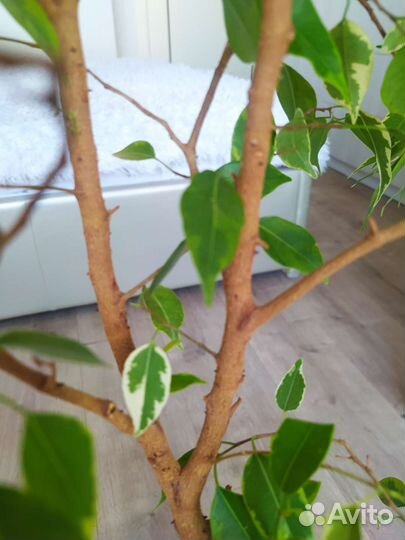 Фикус бенджамина 110м