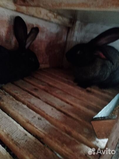 Продам кроликов