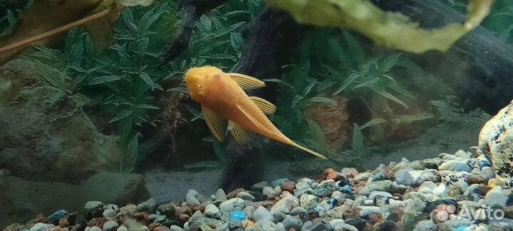 Сомики анциструсы