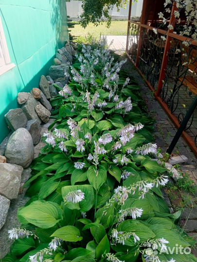 Хоста, очиток, ирисы