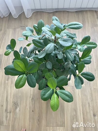 Фикус мокламе