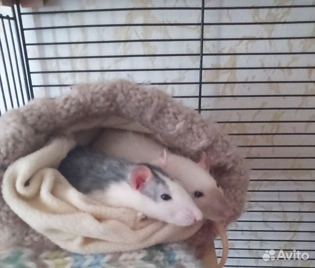 Крысы с клеткой