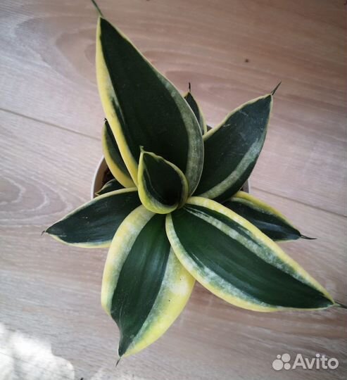 Сансевиерия ханни крео