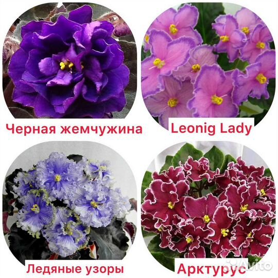 Фиалки сортовые