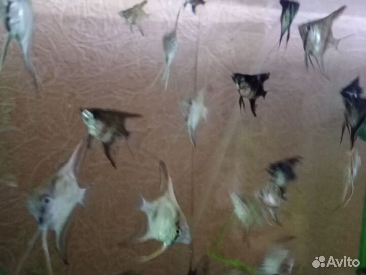 Скалярии пецилии гуппи меченосцы