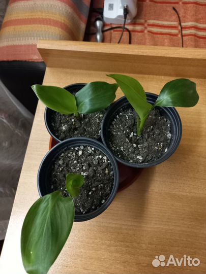 Продам саженцы Стрелиции Николая