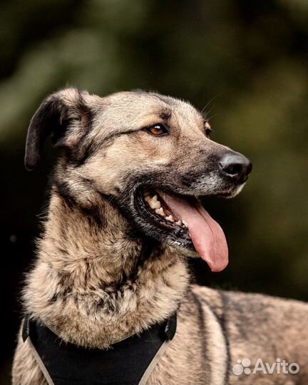 Красавчик Коди в добрые руки