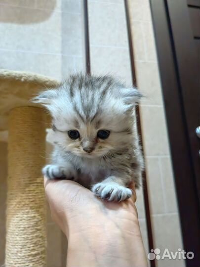 Шотландские котята с родословной