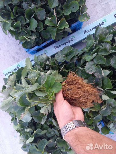 Рассада клубники. Крупная ягода