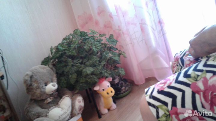 Продажа комнатного растения