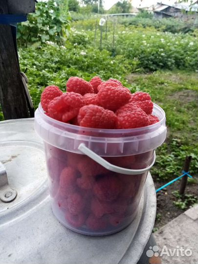 Продам малину