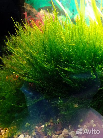 Аквариумные растения и улитки