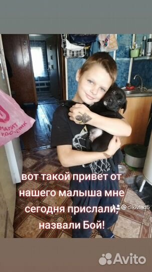 Отдам в добрые руки щенков