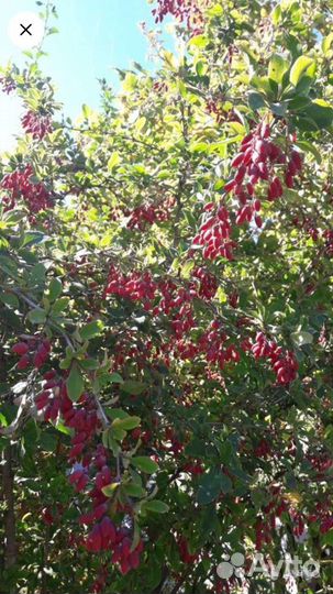 Боярышник, Тутовник, Орех,Крыжовник саженцы