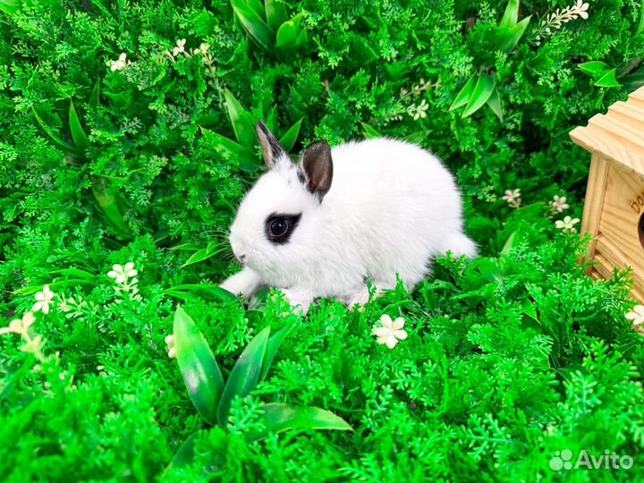 Мини карликовый кролик - нежное и доброе чудо