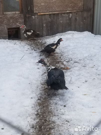 Семья индоуток