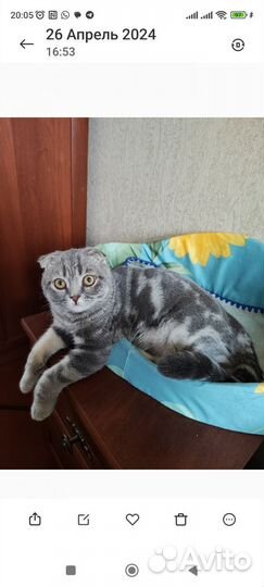 Шотландский вислоухий кот вязка