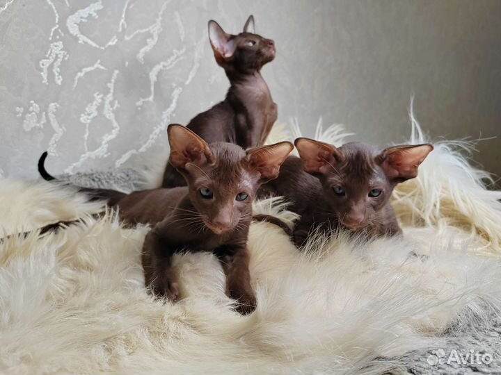 Ориентальные котята
