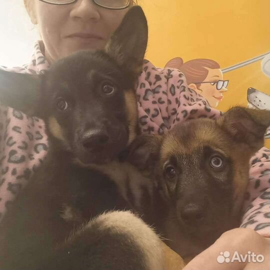 В дар щенки Агата и Янтарь