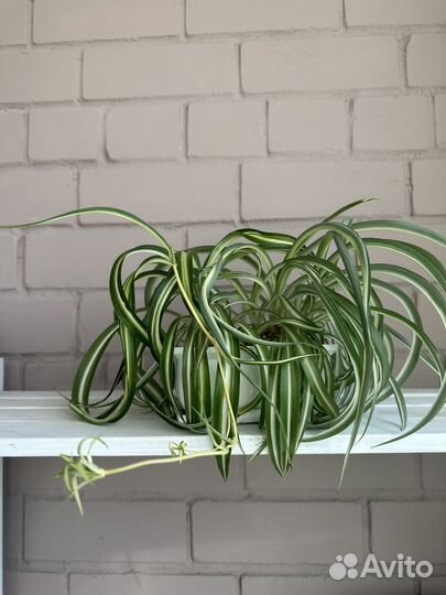 Хлорофитум кудрявый