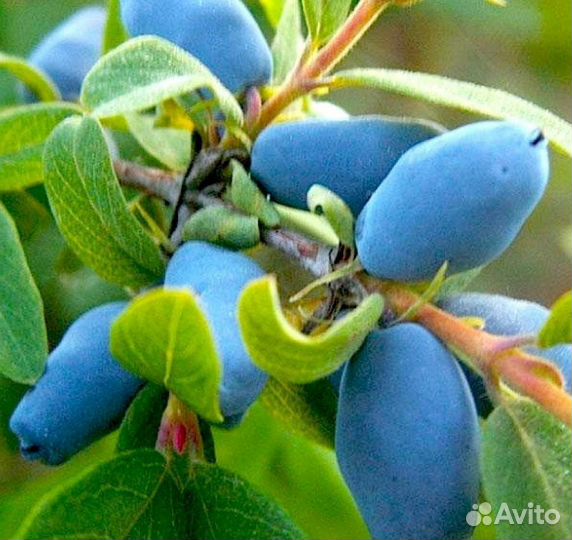 Саженцы, растения, плодовые, декоративные, озелене