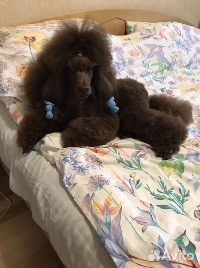 Передержка мелких пород собак