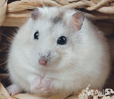 Красивые джунгарские хомячки из питомника