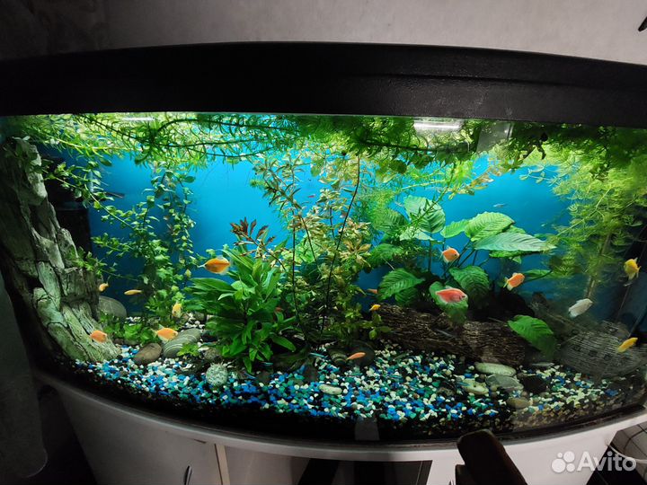 Аквариум 240 литров