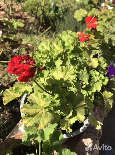 Пеларгония герань