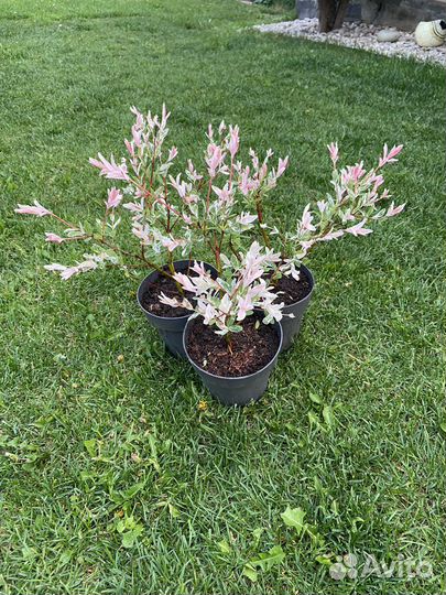 Ива Килмарнок, ива козья, Ива Хакуро фламинго