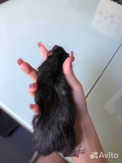 Крыс с клеткой