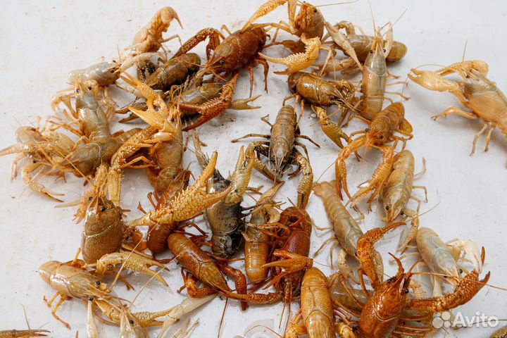 Флоридский рак