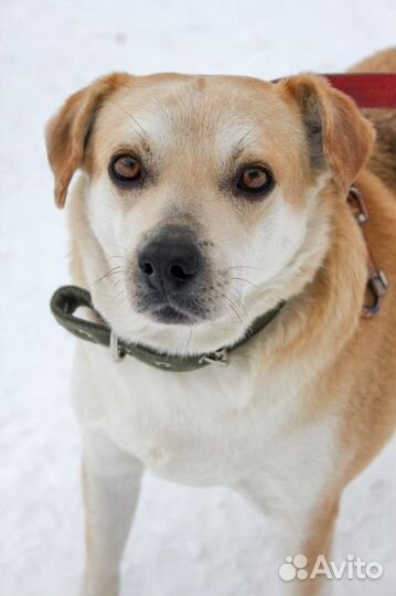Метис лабрадора в добрые руки