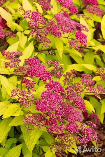 Многолетники для сада цветы