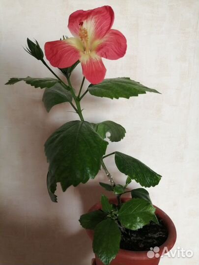 Гибискус сортовой