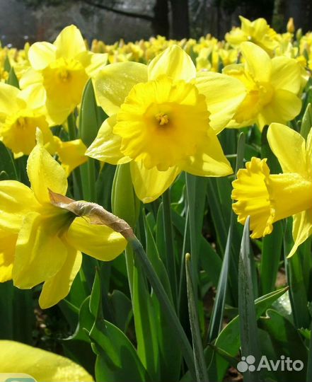 Луковицы нарциссов