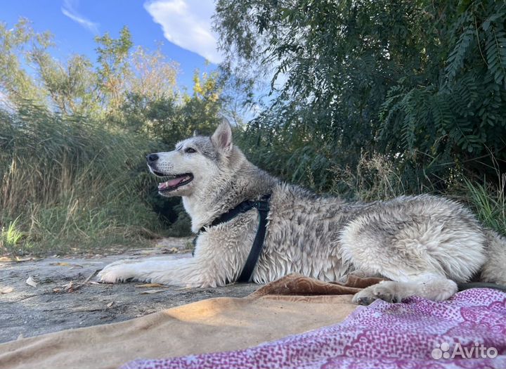 Собака хаски