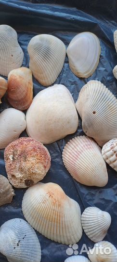 Морские ракушки раковины